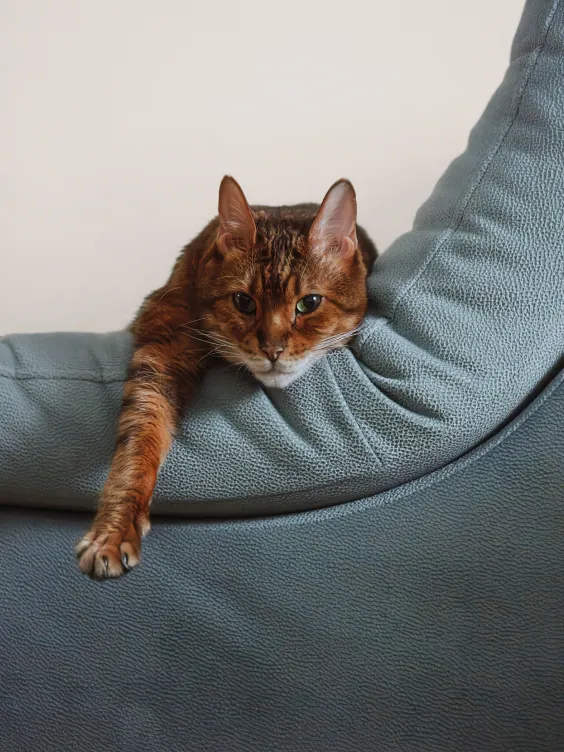 Ściana pomalowana kolorem Mellow Beckers Designer Collection