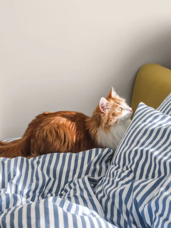 Ściana pomalowana kolorem Cotton Candy z Beckers Designer Colour