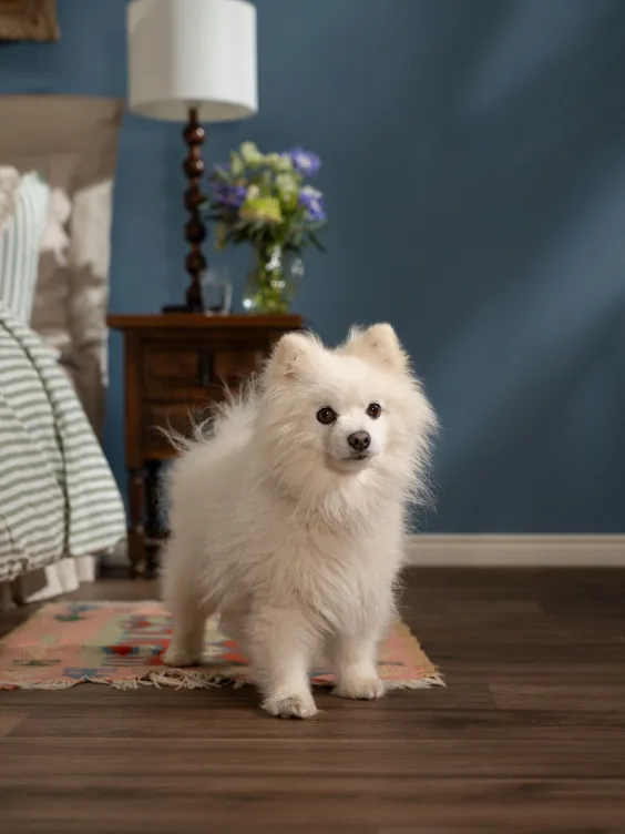  Ściana pomalowana kolorem Beckers Designer Collection Oxygen